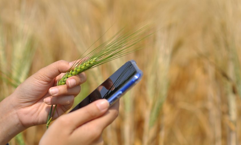 Denizay Sigorta | Hizmet - Tarım Ürünleri Dolu Sigortası